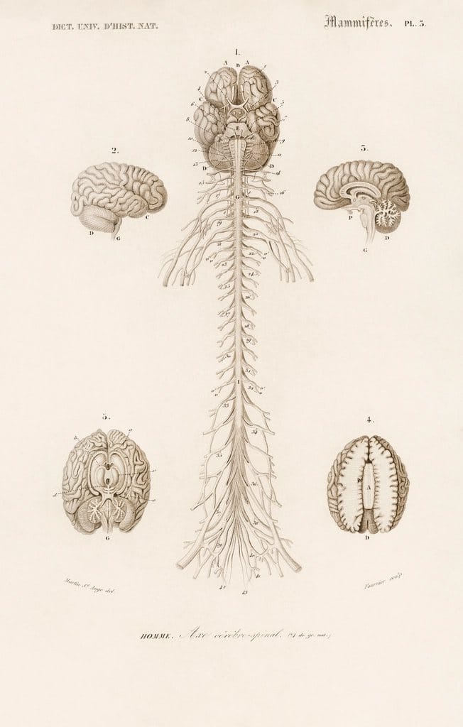 Le rôle du cerveau et des hormones dans nos émotions
